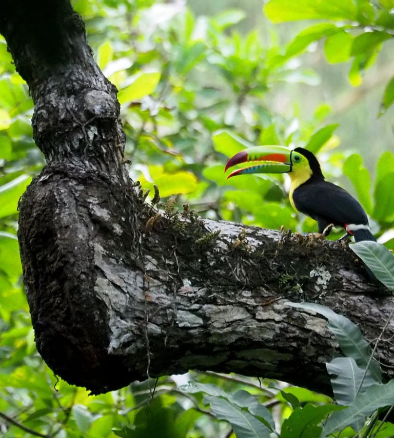 Tucan in Santa Marta