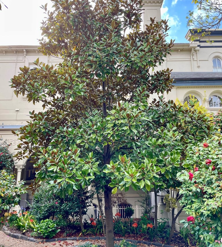 Little gem magnolia tree in urban setting