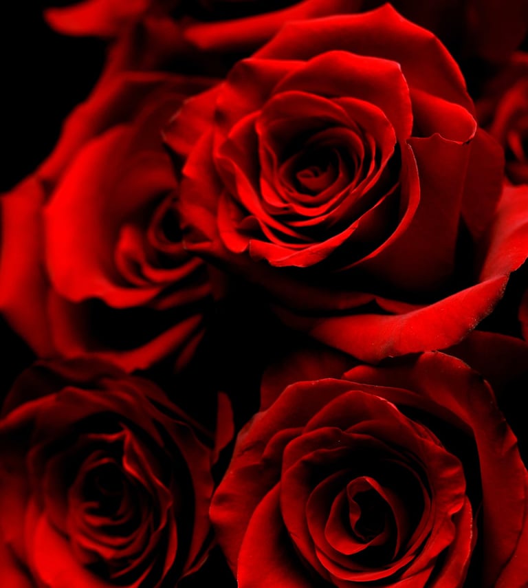 a bunch of red roses as a background