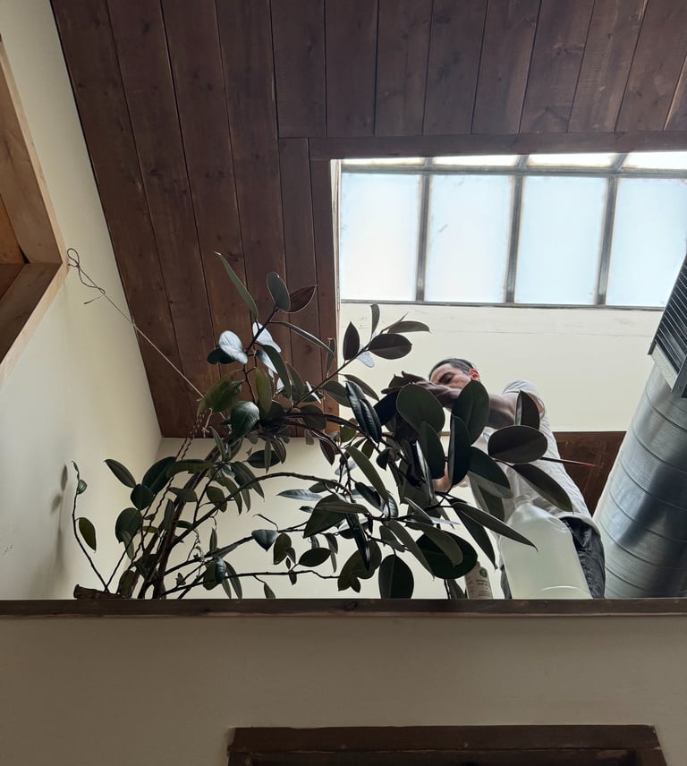 Indoor plant care visit in a Tucson home, ongoing maintenance by Botanic Bliss Co.