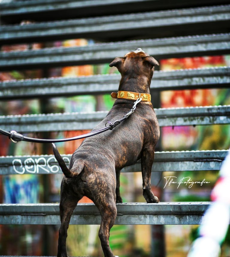 Hund auf einer Treppe