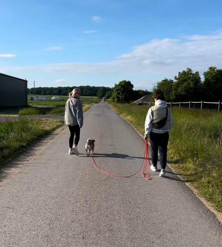 Hundetraining auf einer ruhigen Straße bei Braunschweig