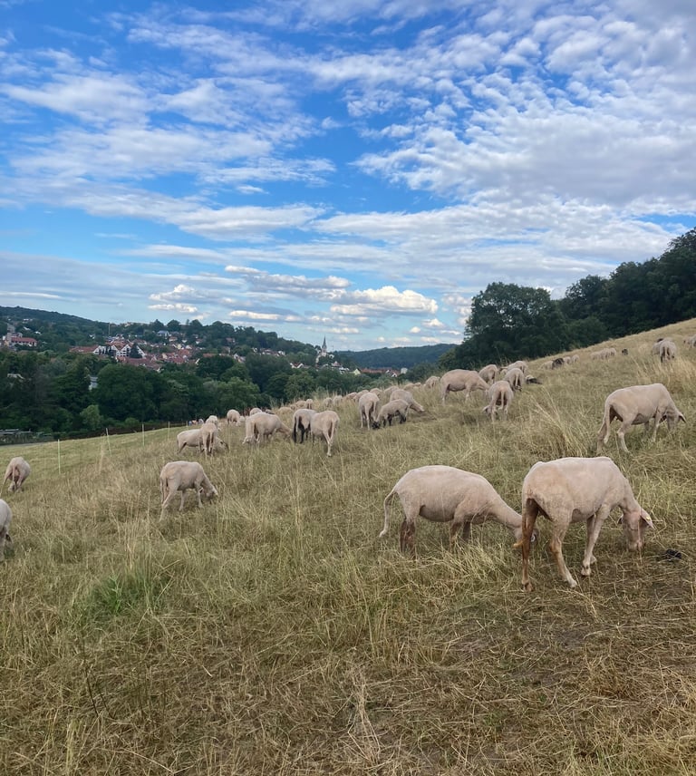 Merinoschafe aus Tübingen, welche sich auf dem Österberg befinden. Im Hintergrund sieht man Tübingen