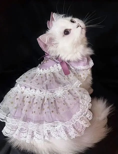 gata vestida con un vestido de princesa de color rosa