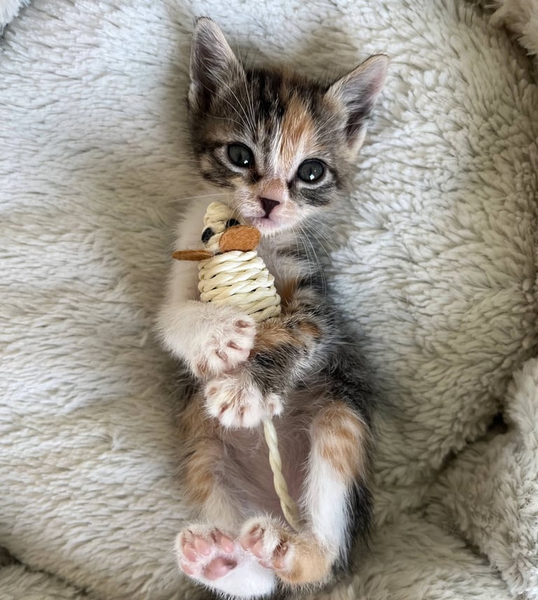 chaton tricolore allongé sur le dos