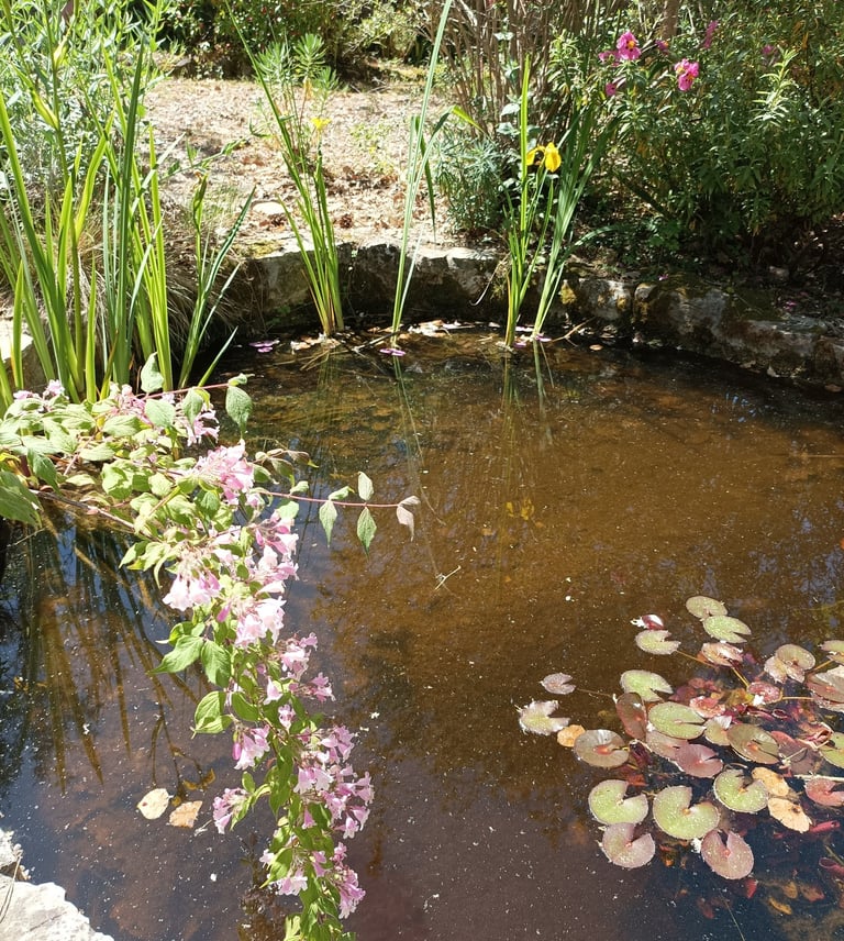What lies under the surface of the pond?