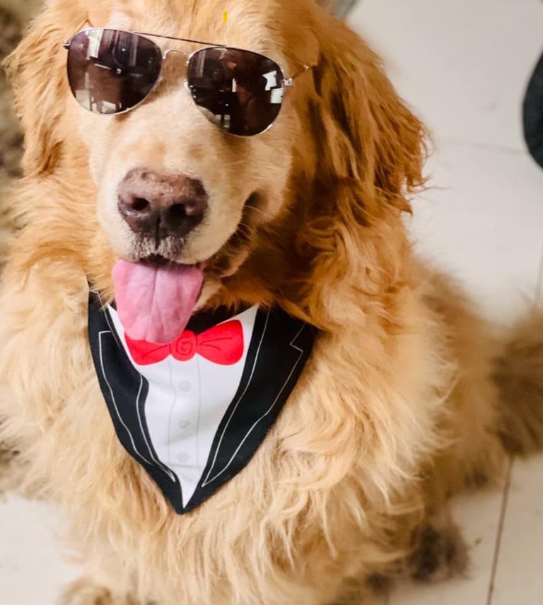 cutest dog 