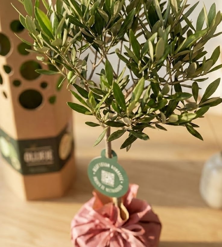 een olijfboom op een tafel