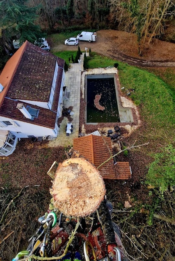 arboriste grimpeur élaguant un arbre depuis sa cime
