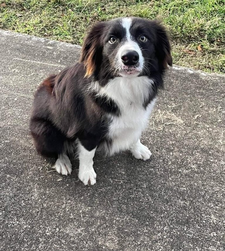 black and white border collie puppies 