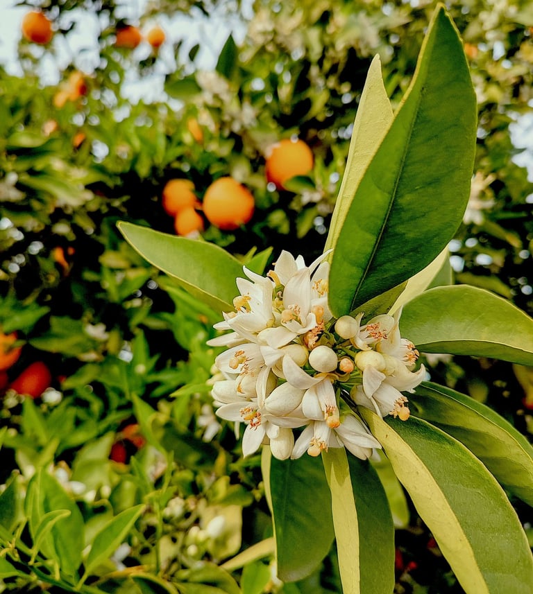 Agrumi siciliani
