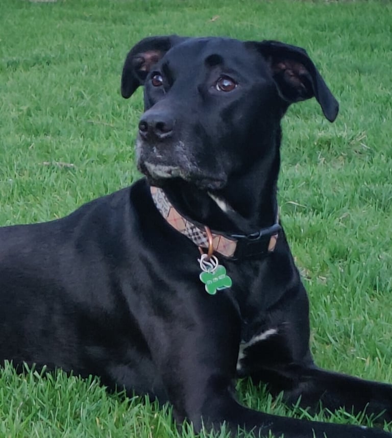 Evie Slagg is a black Labrador mix dog wearing a collar and laying on the grass.
