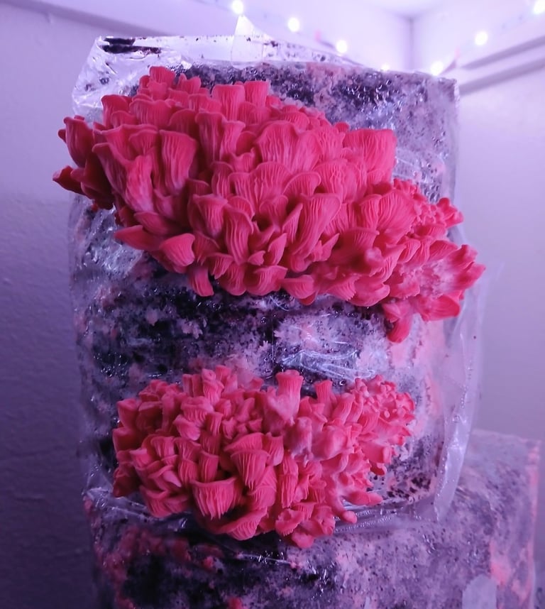 two blocks of pink oysters fruiting under led lights