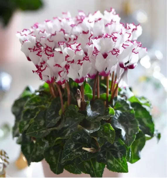 Un cyclamen con aroma, absolu
