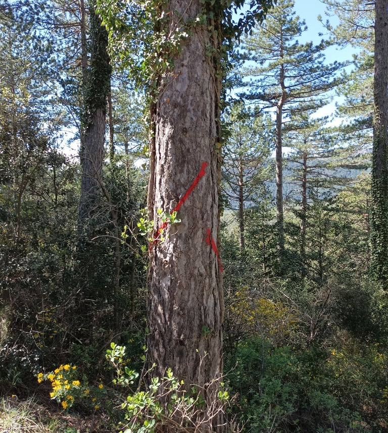 Red slashes on many pine trees