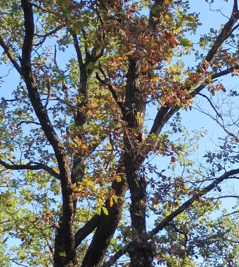 One of our oak trees this August