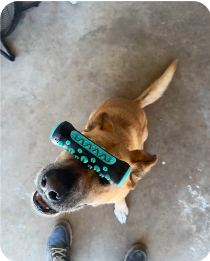 Dog learning impulse control and obedience at Barkbnb Sacramento