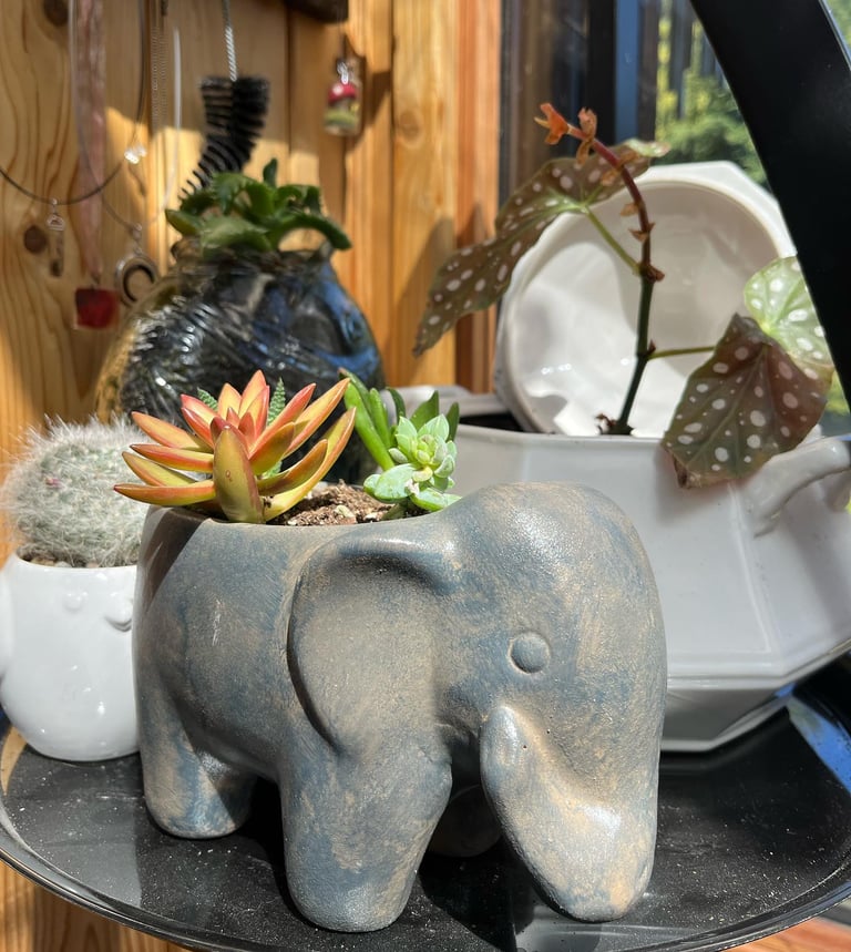 Plants, terrariums, and plant cuttings available for purchase.