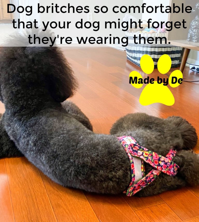 A grey poodle wearing flowered dog diapers lying on a wood floor
