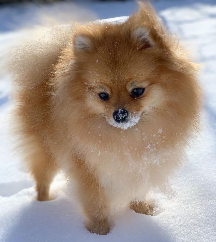 pomerania en argentina