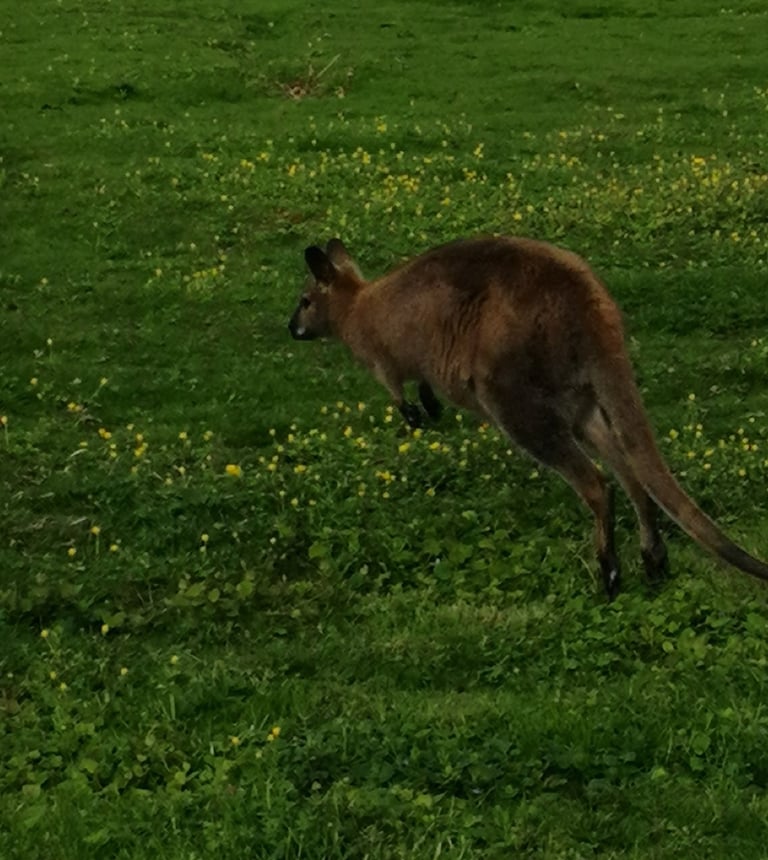 Acheter une wallaby de Bennett