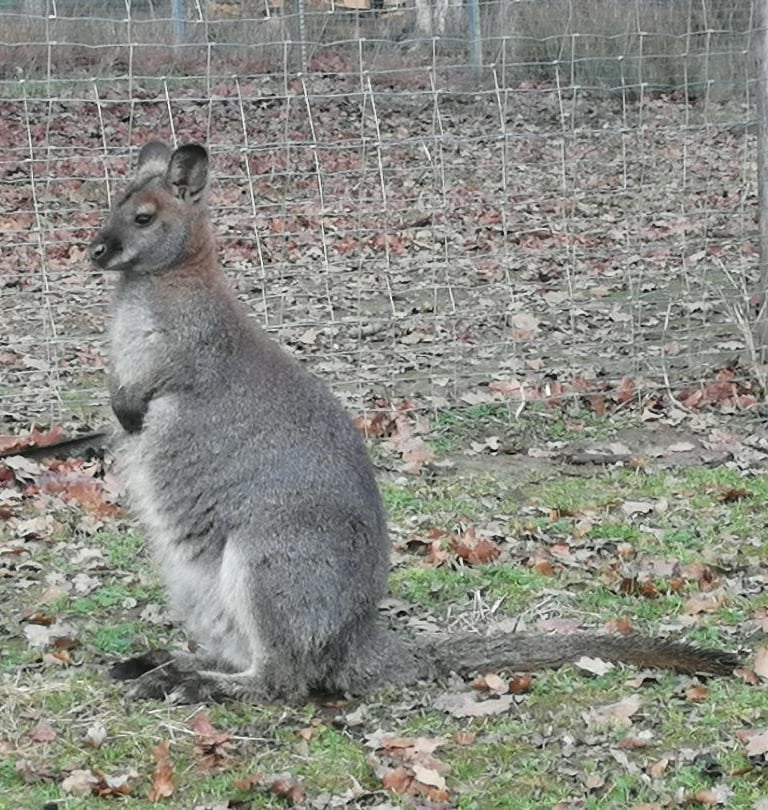 Wallaby de Bennett a vendre