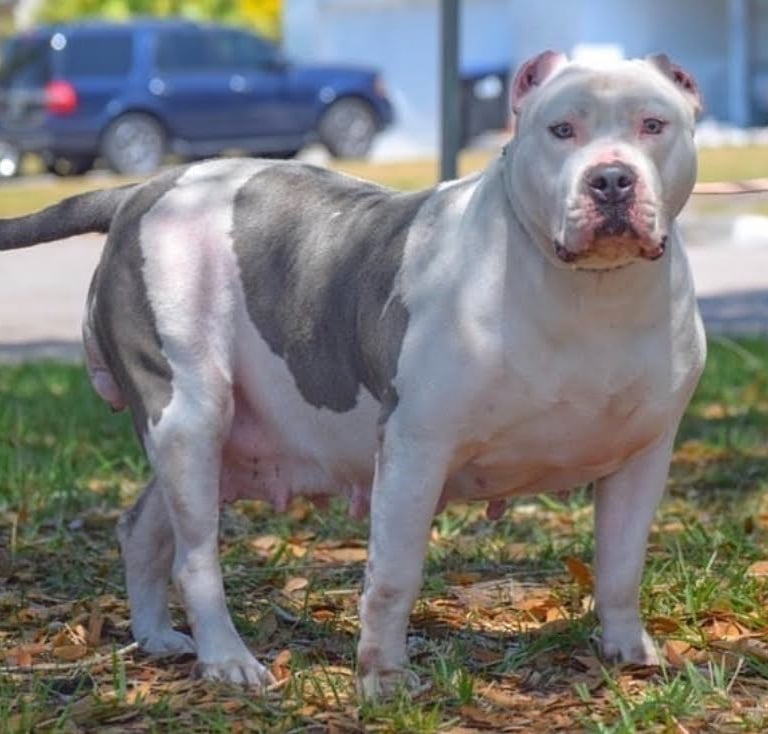 XL PITBULLS, XL AMERICAN BULLIES, TITANIUM KILO KENNELS