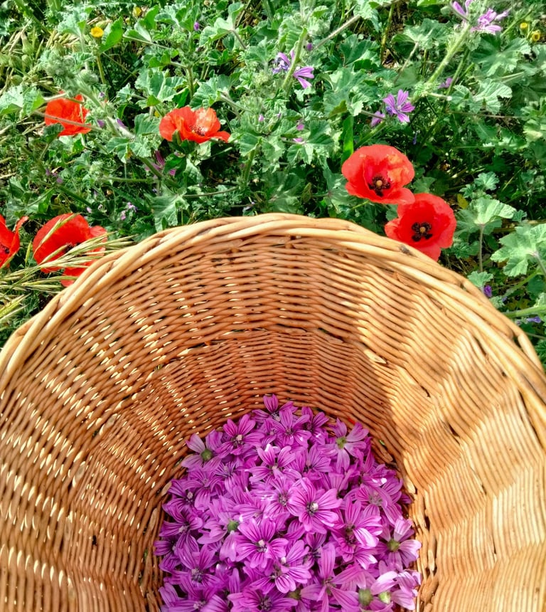 Ateliers herboristerie: Confectionnez vos huiles de soins et cosmétiques à base de plantes