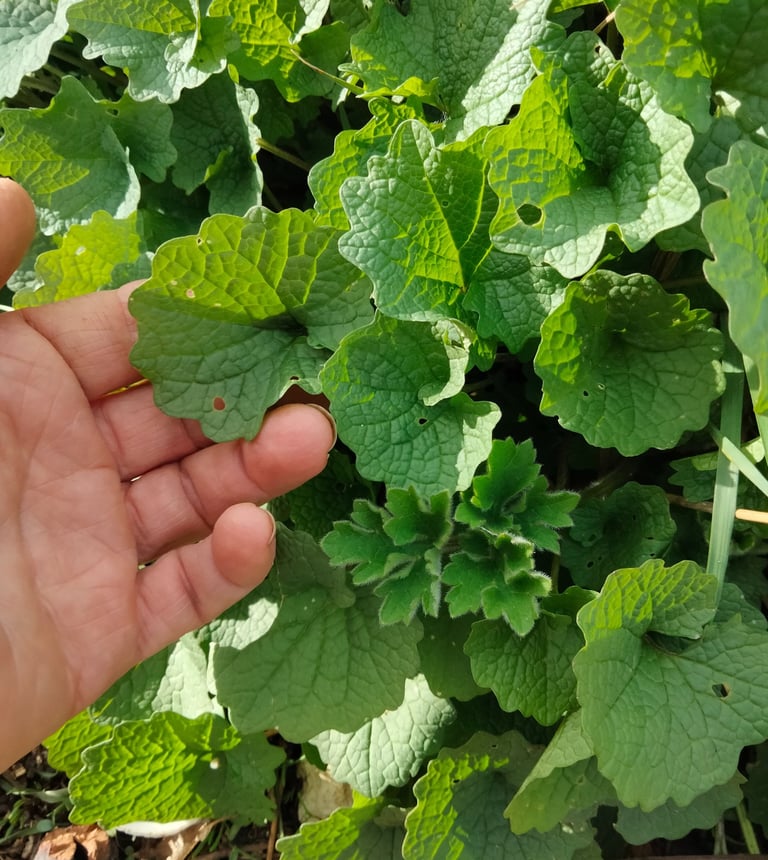 Sorties botaniques a la découvertes des plantes sauvages