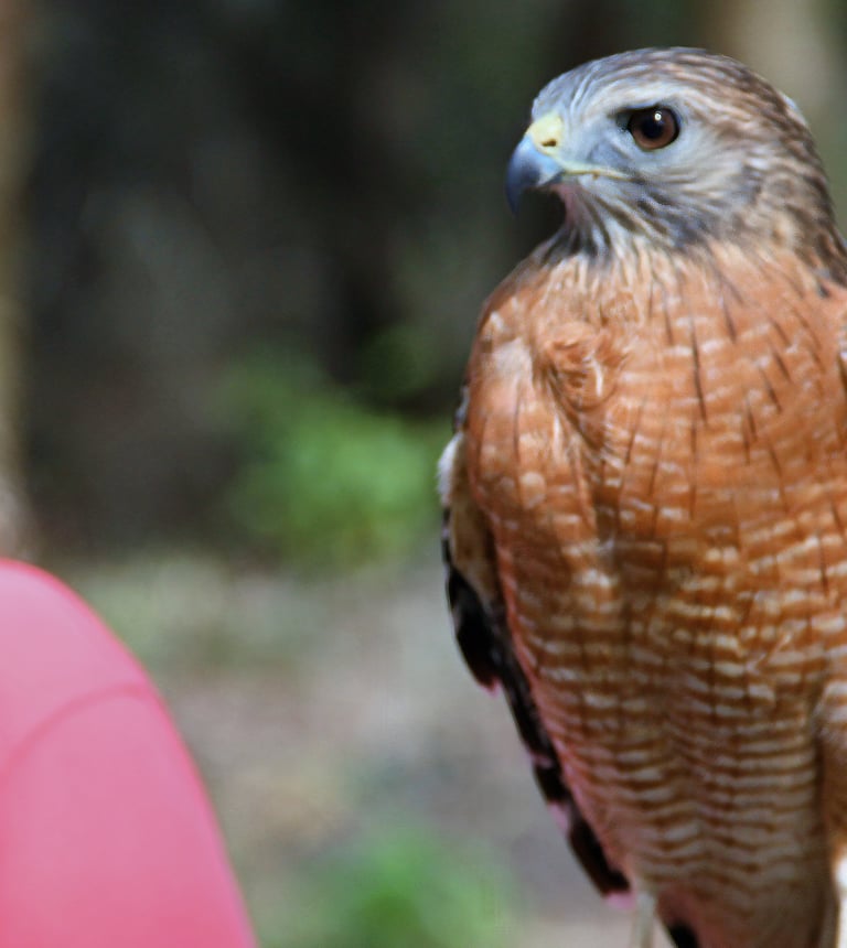 Picture of Red tail hawk