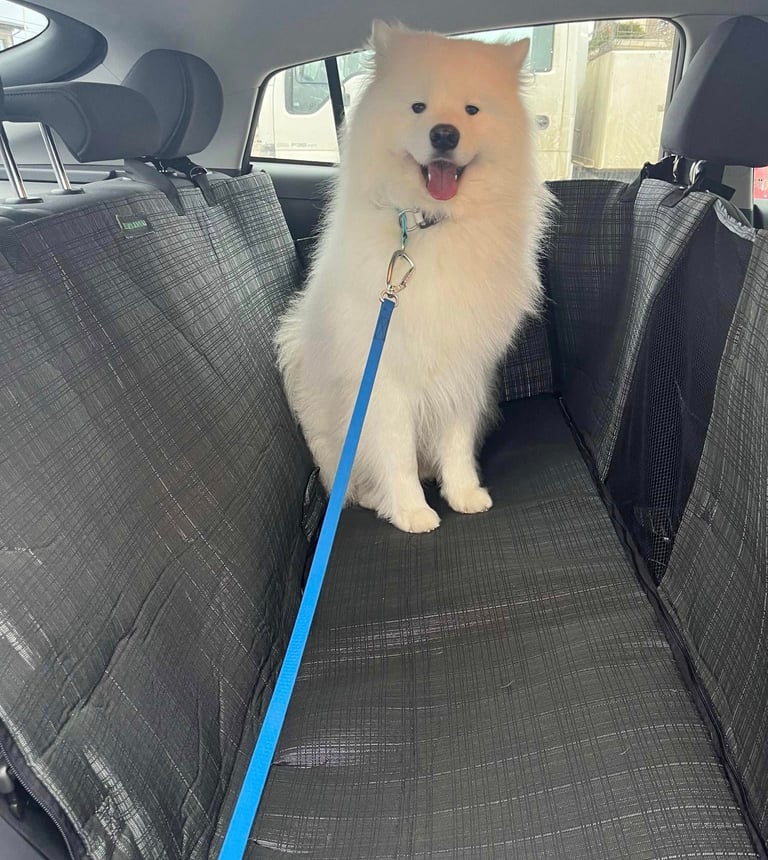 prekės šunims internetu (7)