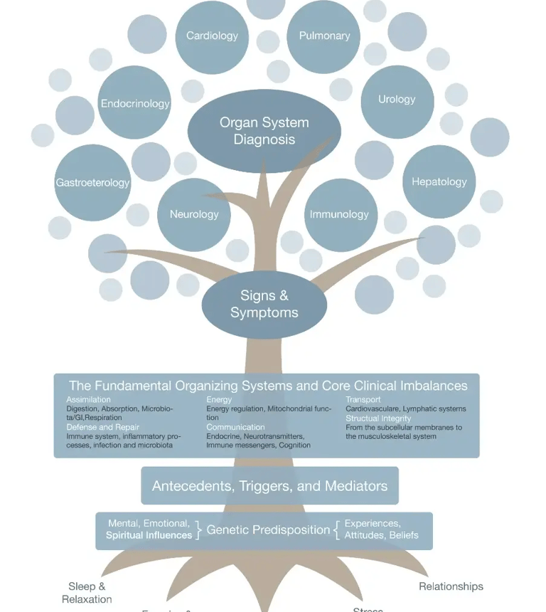 Image of functional medicine tree chart