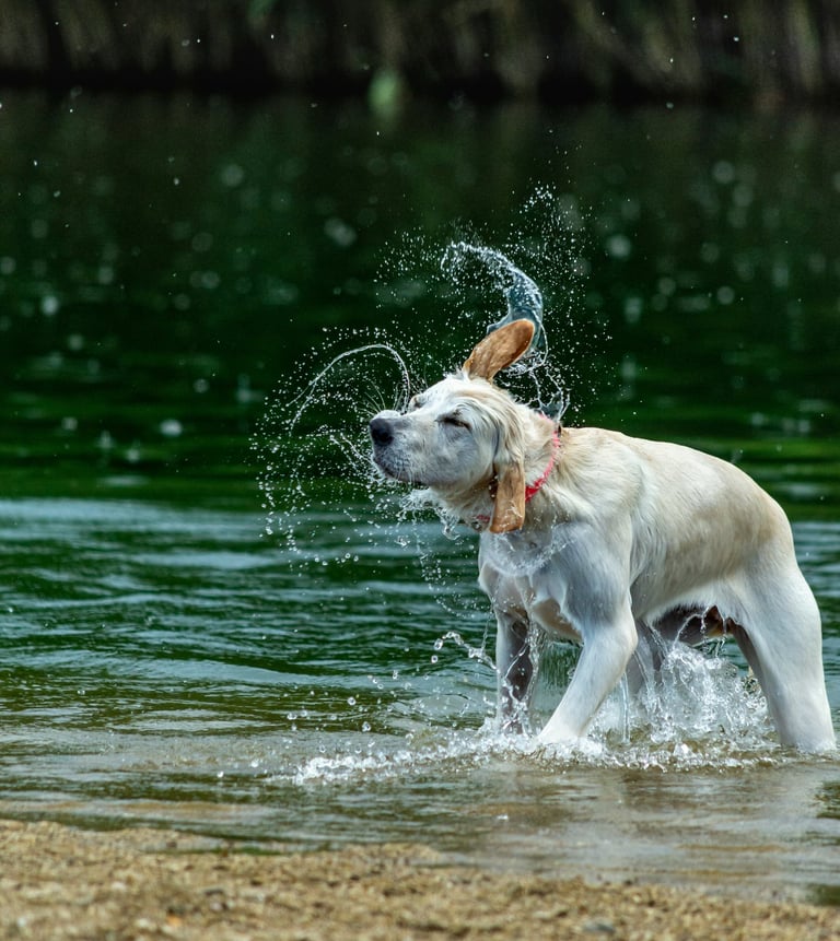 A golden retriever dog shaking off water while standing in a lake with splashing droplets has a GPS 