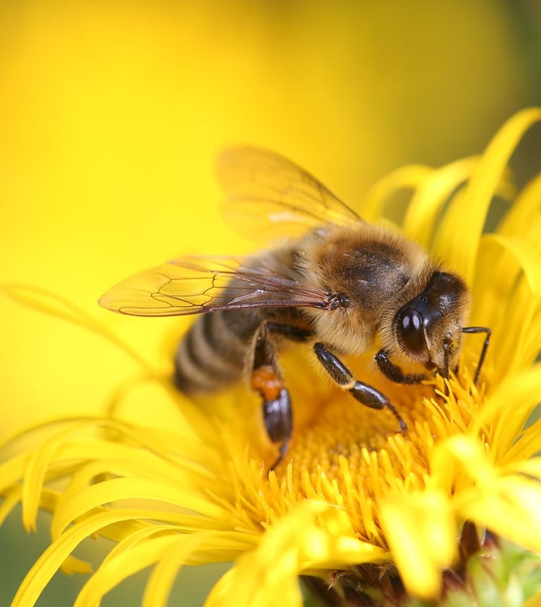 La biodiversité agricole est également un facteur de résilience.