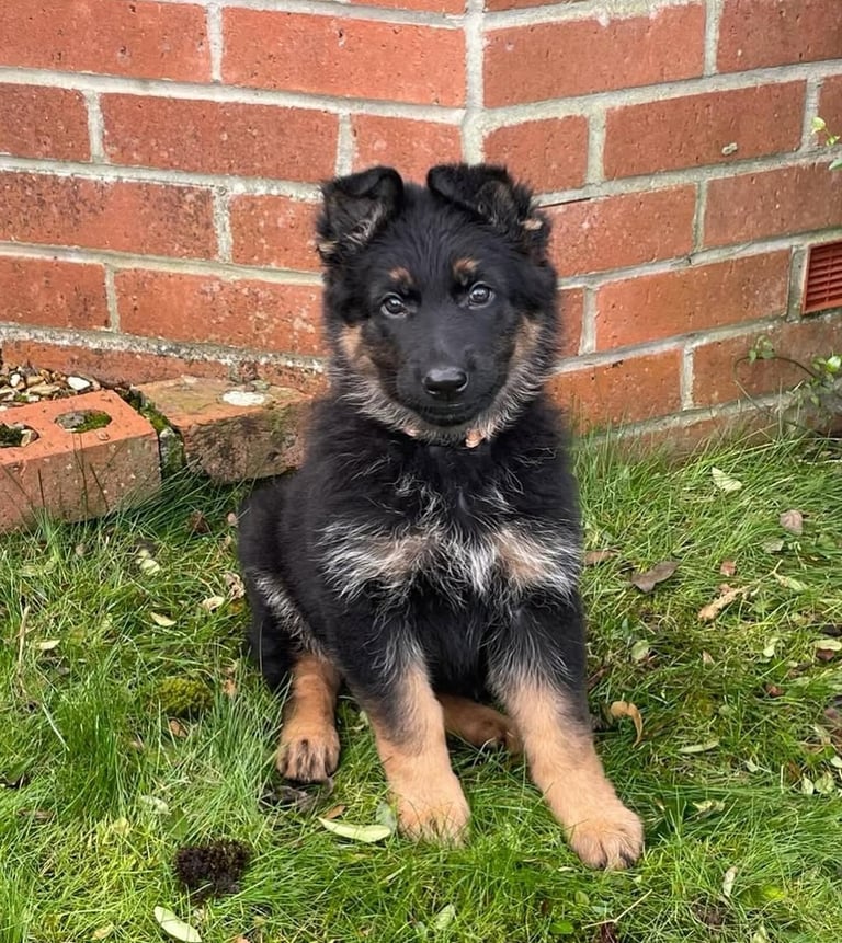 German Shepherd Puppies for Sale