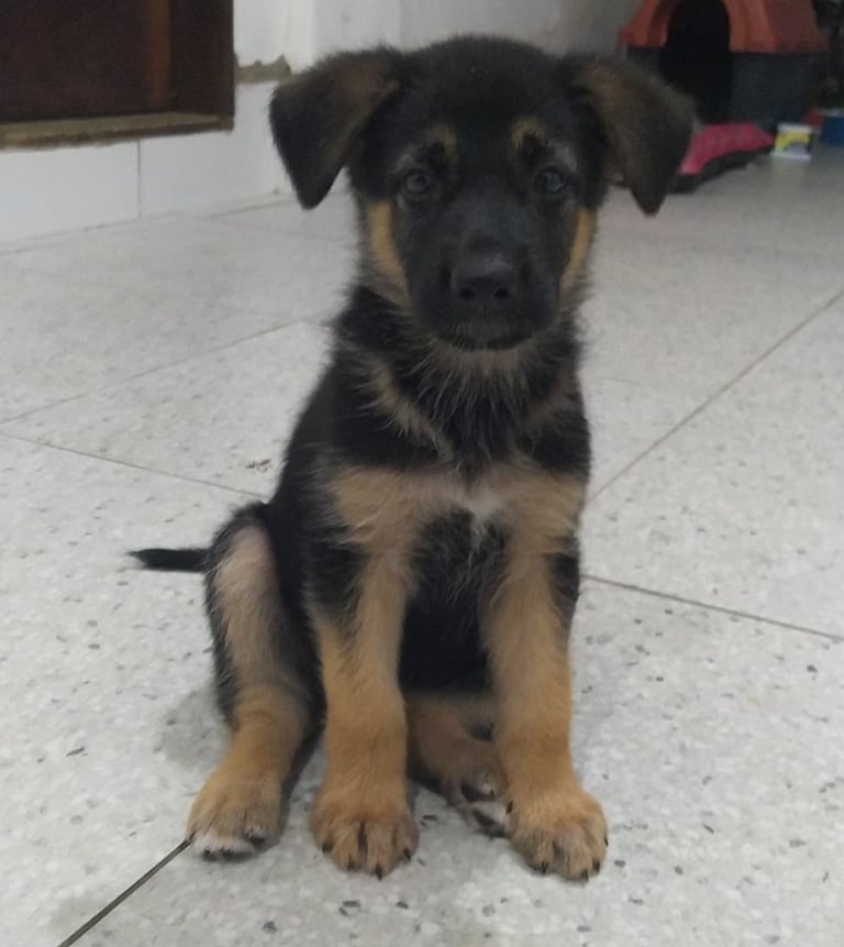 German Shepherd Puppies for Sale