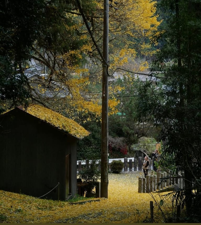 clairière paisible où l'on aime se ressourcer