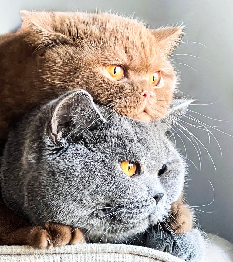 Blue and Cinnamon British Shorthair kitten with round face and plush coat
