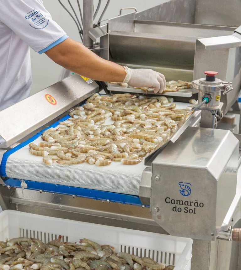 Linha de beneficiamento de camarão Camarão do Sol