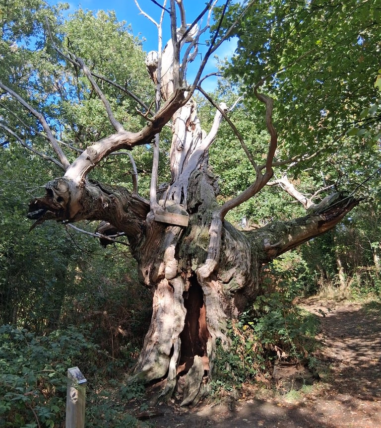 chataigner arbre remarquable