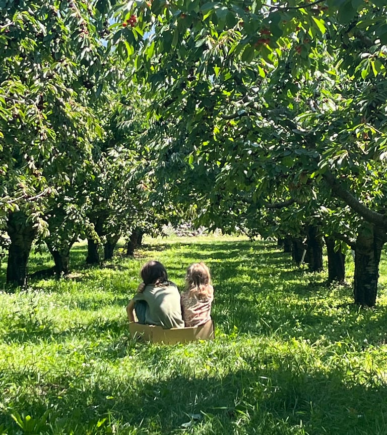 two kids sitting in a box on the grass in an cherry orchard between two rows of trees. 