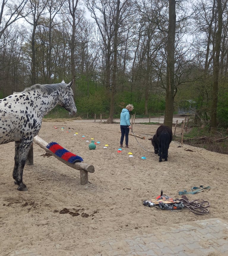 Familieopstelling paardencoach