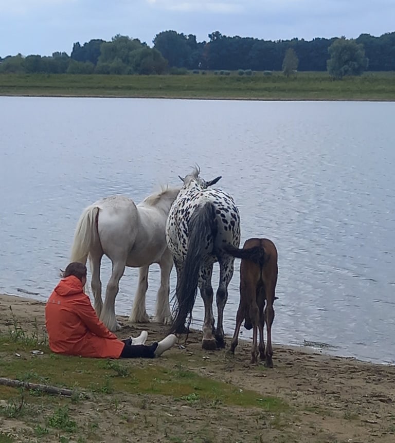 Persoonlijke paardencoach overijssel