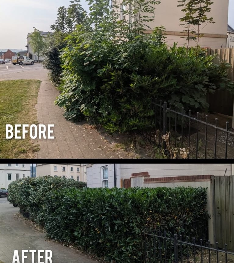 Hedge pruning services in Gloucestershire by Hamilton Tres and Gardeons tree surgeons