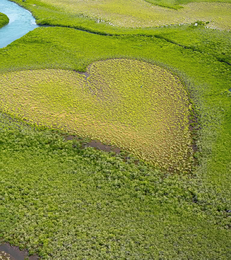 Un coeur vu du ciel et formé par la végétation