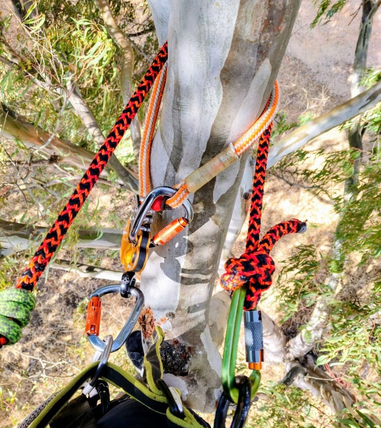 Professional arborist climbing gear with ropes and carabiners secured to a eucalyptus tree trunk.