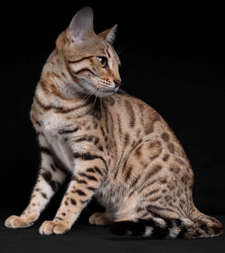 a cat sitting on a black background