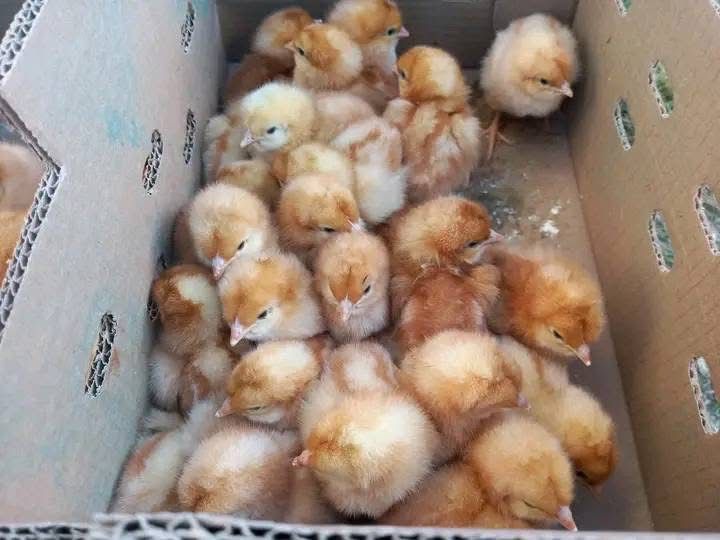 Nos poussins d'un jour robuste et en bonne santé prêt à la vente pour votre ferme.