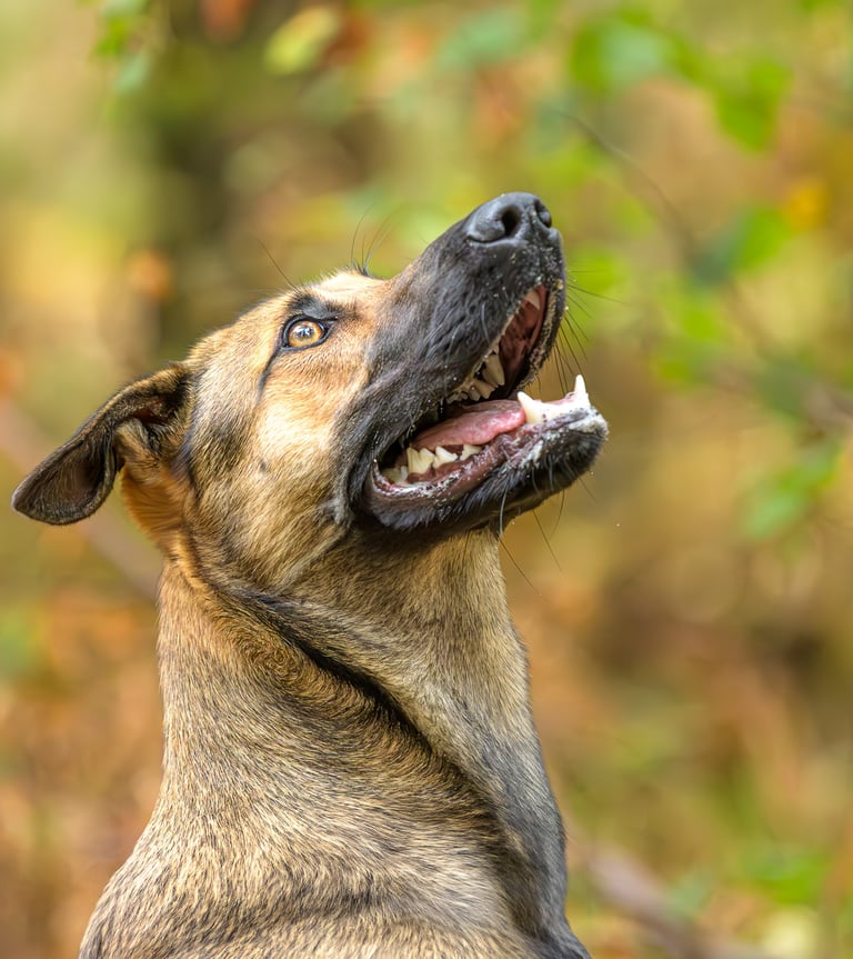 oeuil perçant de malinois