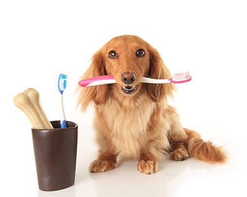 Dog with toothbrush